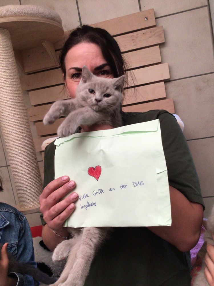 Katze.jpg